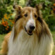 Lassie in new 2024 movie. Photo Credit: Gordon Mühle
