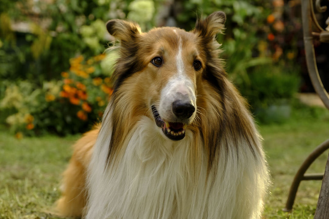 Lassie in new 2024 movie. Photo Credit: Gordon Mühle