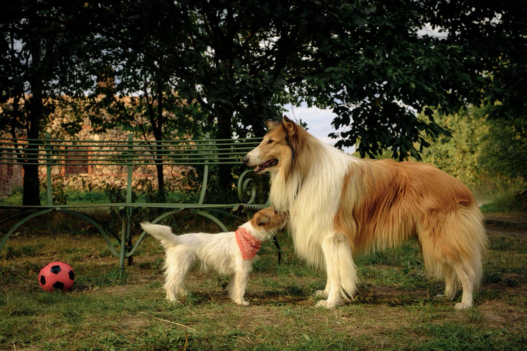 Lassie: A New Adventure. Photo Credit: Conny Klein