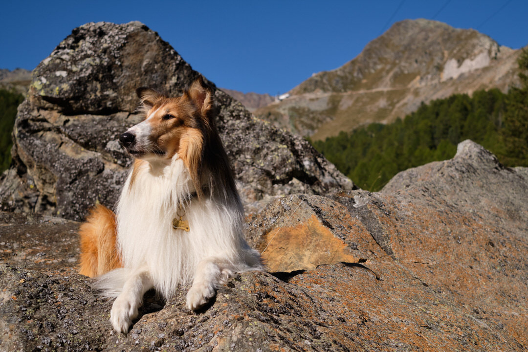 Lassie escapes. Photo Credit: Oliver Oppitz Photography