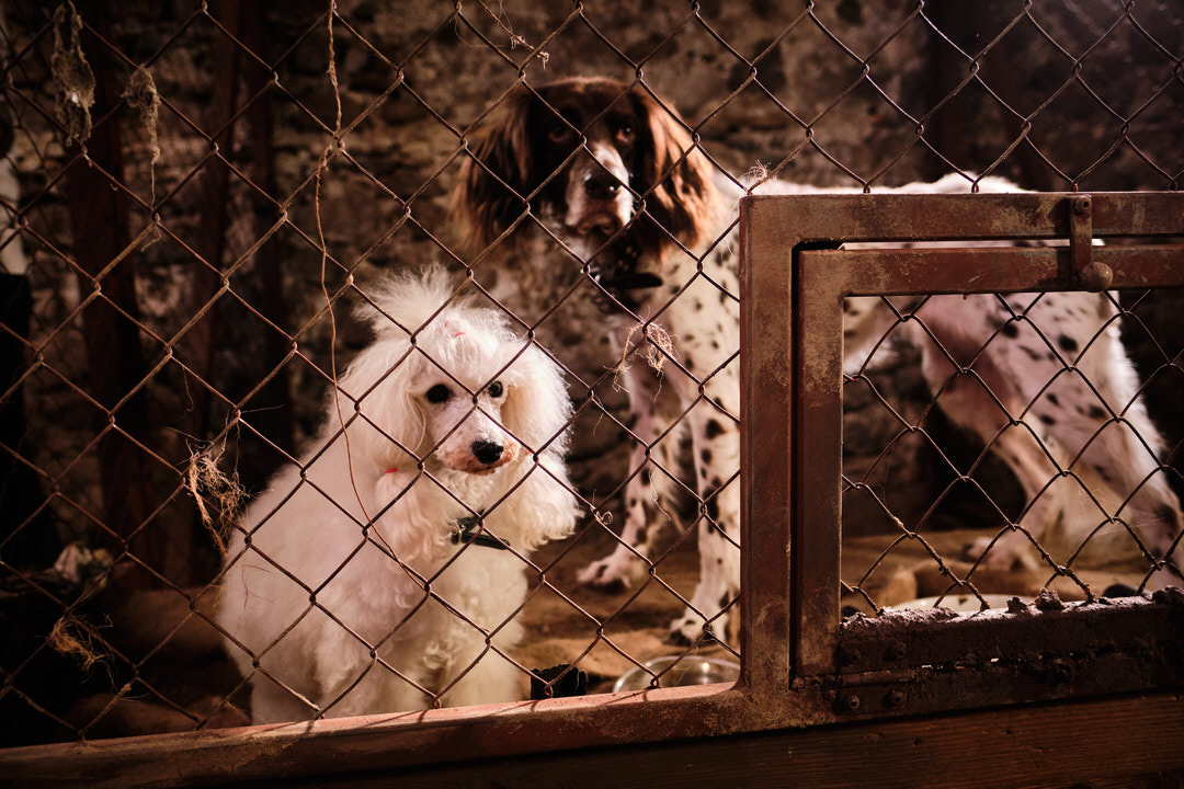 Lassie movie. Photo Credit: Oliver Oppitz Photography