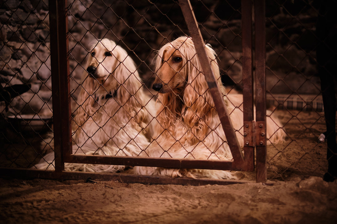 Lassie movie 2024. Photo Credit: Oliver Oppitz Photography